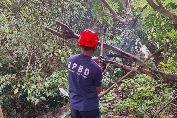 Ilustrasi: Bencana angin kencang mengakibatkan pohon tumbang. (foto: Pusdalops BPBD Kab Malang)