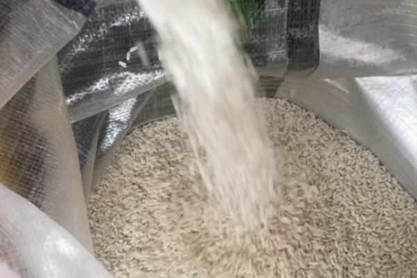 Pedagang menuangkan beras medium di Pasar Tembok, Surabaya.